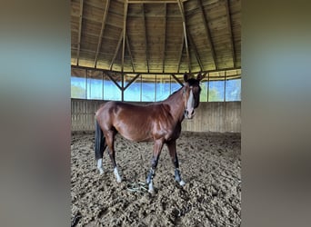 Polish Halfbred, Stallion, 3 years, 16 hh, Brown