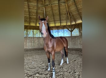 Polish Halfbred, Stallion, 3 years, 16 hh, Brown