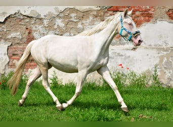 Polish Halfbred, Stallion, 3 years, 16 hh, Palomino