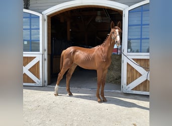Polish Halfbred, Stallion, 3 years, Chestnut-Red