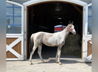 Polish Halfbred, Stallion, 3 years, Pinto