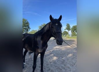 Polish Halfbred, Stallion, 4 years, 15.3 hh, Black