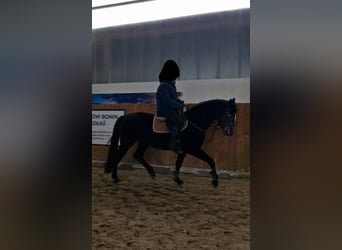 Polish Halfbred, Stallion, 4 years, 16 hh, Bay-Dark