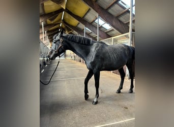 Polish Halfbred, Stallion, 4 years, 16 hh, Bay-Dark