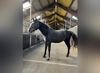 Polish Halfbred, Stallion, 4 years, 16 hh, Bay-Dark