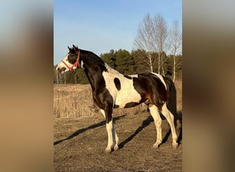 Polish Halfbred, Stallion, 4 years, 16,1 hh, Pinto
