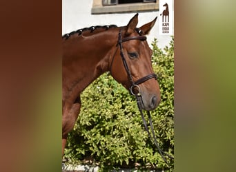 Polish Halfbred, Stallion, 5 years, 16 hh, Brown