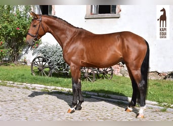 Polish Halfbred, Stallion, 5 years, 16 hh, Brown