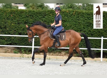 Polish Halfbred, Stallion, 5 years, 16 hh, Brown