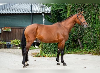 Polish Halfbred, Stallion, 5 years, 16 hh, Brown