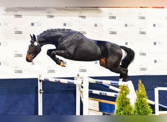 Polish Halfbred, Stallion, 7 years, 16.1 hh, Smoky-Black