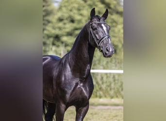 Polnisches Halbblut, Hengst, 8 Jahre, 16,1 hh, Rappe