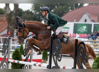 Polish Halfbred, Stallion, 8 years, 17,1 hh, Chestnut-Red