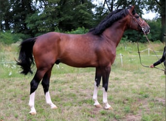 Polish Halfbred, Stallion, 8 years, 17 hh, Brown
