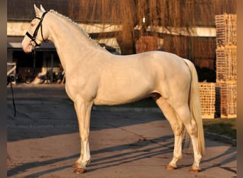 Polish Halfbred, Stallion, 9 years, 16,1 hh, Cremello