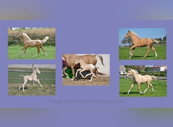 Polish Halfbred, Stallion, 9 years, 16,1 hh, Cremello