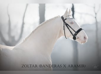 Polish Halfbred, Stallion, 9 years, 16,1 hh, Cremello