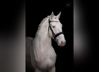 Polish Halfbred, Stallion, 5 years, 16,2 hh, Cremello