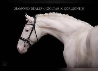 Polish Halfbred, Stallion, 5 years, 16,2 hh, Cremello