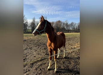 Polish Halfbred, Stallion, , 13,2 hh, Chestnut-Red