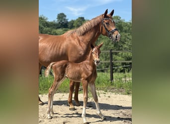 Polish Halfbred, Stallion, Foal (05/2024), 16.2 hh, Chestnut-Red