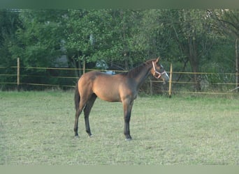 Polish Halfbred, Stallion, Foal (03/2024), 16,2 hh, Gray