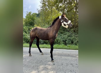 Polish Halfbred, Stallion, Foal (03/2024), 16 hh, Gray