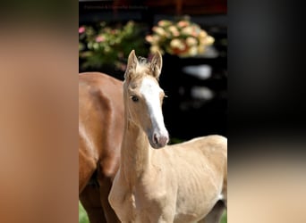 Polish Halfbred, Stallion, , 16,1 hh, Palomino
