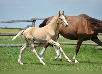 Polish Halfbred, Stallion, , 16,1 hh, Palomino