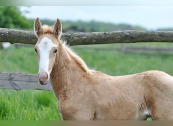 Polish Halfbred, Stallion, , 16,1 hh, Palomino