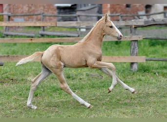 Polish Halfbred, Stallion, , 16,1 hh, Palomino