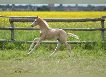 Polish Halfbred, Stallion, , 16,1 hh, Palomino