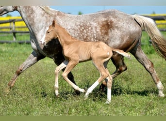 Polish Halfbred, Stallion, , 16,1 hh, Palomino