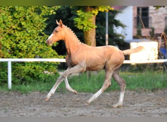 Polish Halfbred, Stallion, , 16,1 hh, Palomino