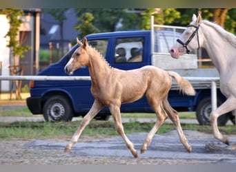 Polish Halfbred, Stallion, , 16,1 hh, Palomino