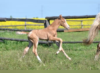 Polish Halfbred, Stallion, , 16,1 hh, Palomino