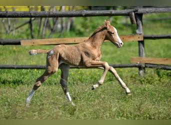 Polish Halfbred, Stallion, , 16,1 hh, Palomino
