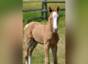 Polish Halfbred, Stallion, , 16,1 hh, Palomino