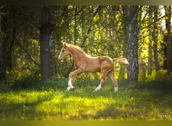 Polish Halfbred, Stallion, , 16,2 hh, Palomino