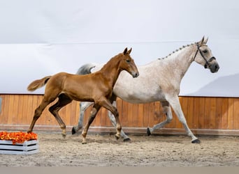 Polish Halfbred, Stallion, Foal (03/2025)