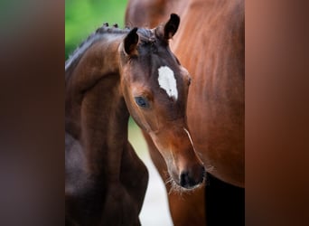 Polish Halfbred, Stallion, Foal (03/2025)