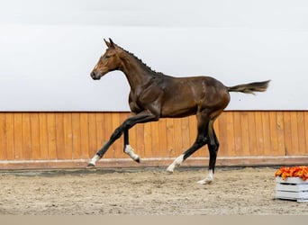 Polish Halfbred, Stallion, Foal (03/2025)