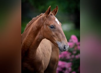 Polish Halfbred, Stallion, Foal (03/2025)