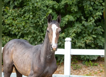 Polish Halfbred, Stallion, Foal (05/2025), Grey