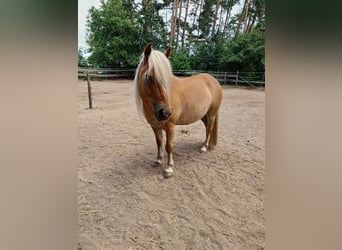 Polish riding pony Mix, Gelding, 10 years, 11.2 hh, Brown-Light