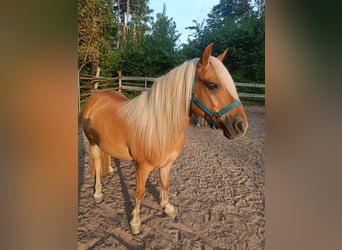Polish riding pony Mix, Gelding, 10 years, 11.2 hh, Brown-Light