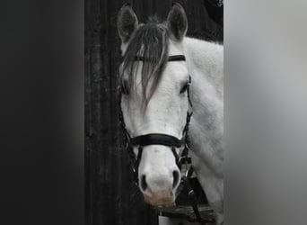 Polish riding pony, Gelding, 10 years, 14.1 hh, Gray