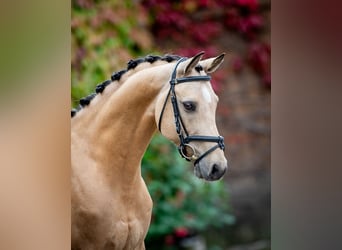 Polish riding pony, Gelding, 11 years, 14,1 hh, Red Dun