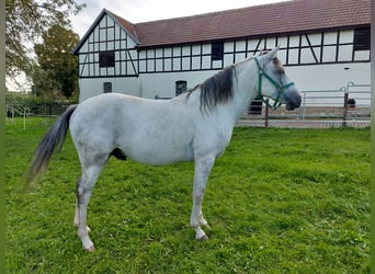 Polish riding pony Mix, Gelding, 12 years, Gray