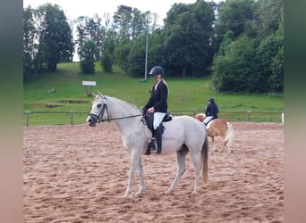 Polish riding pony Mix, Gelding, 12 years, Gray